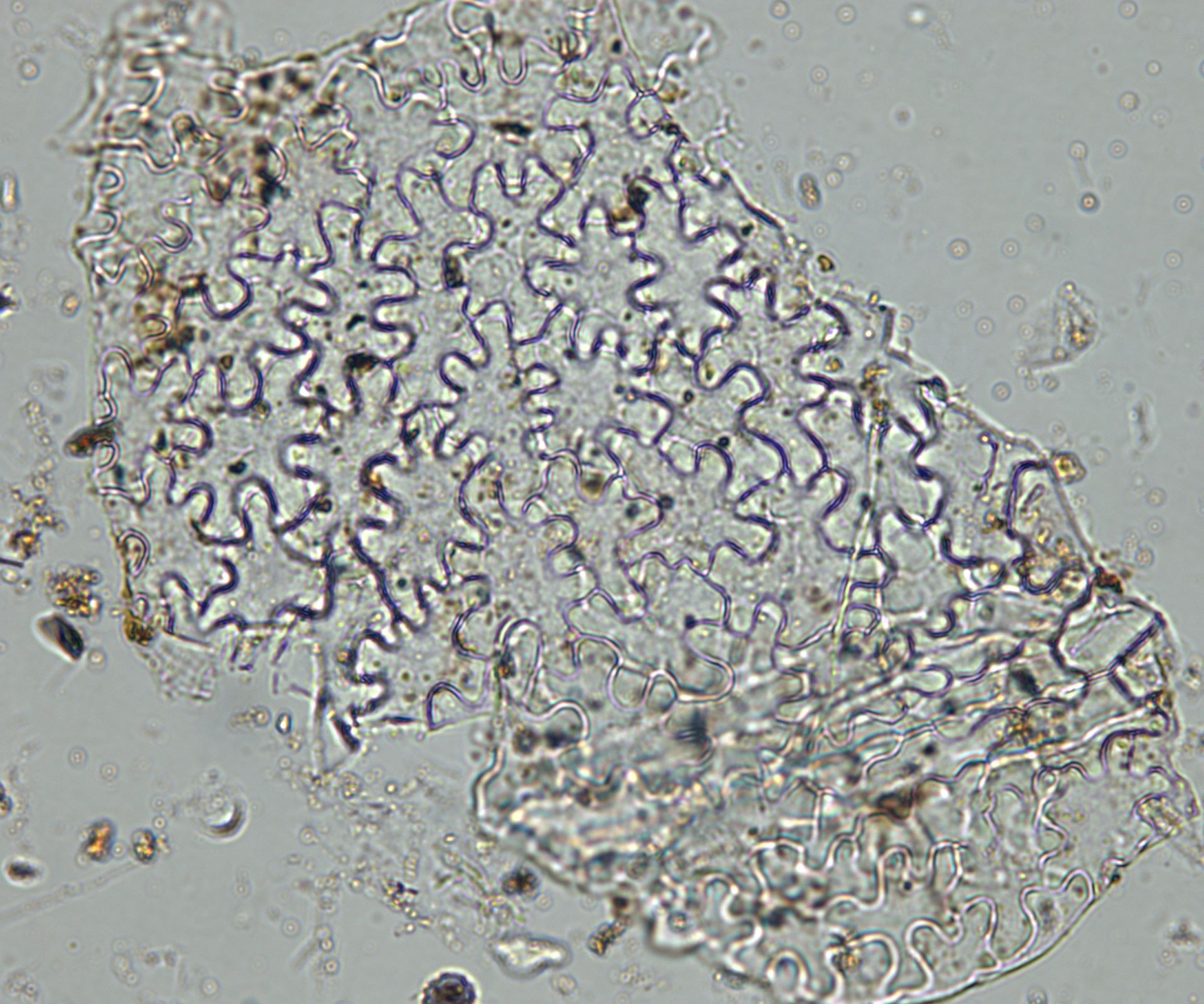 LOMU Pepperwood elongate phytolith micrograph