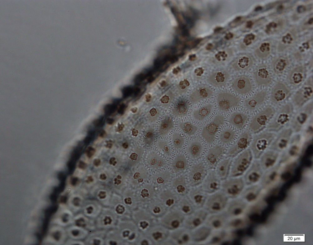 Phytolith3