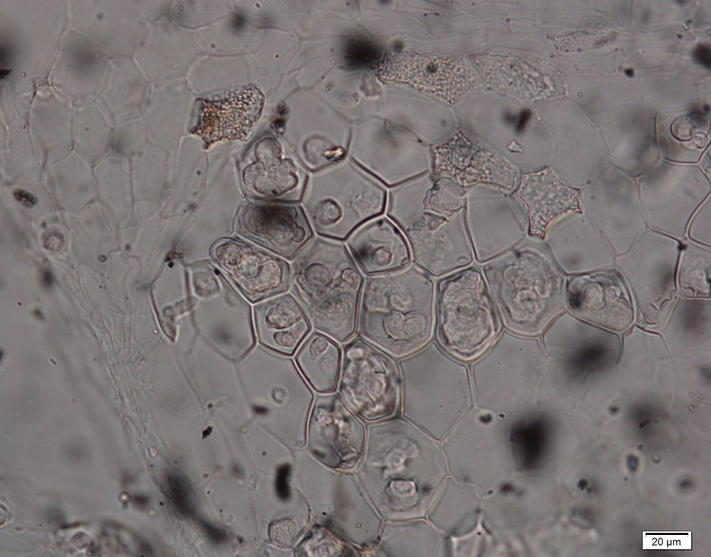 Phytolith4