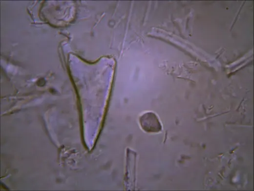 Agpa Pepperwood Trichome6