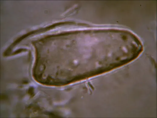 Hobr Pepperwood Trichome2