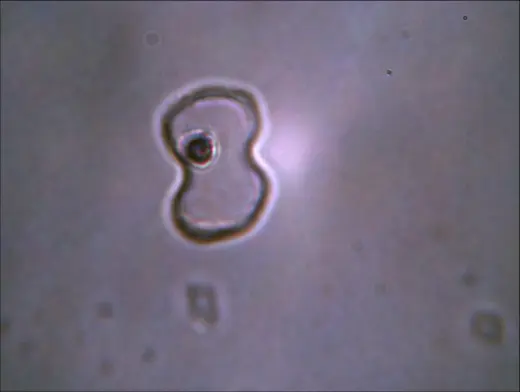 Napu Hopland Bilobate7 Top View